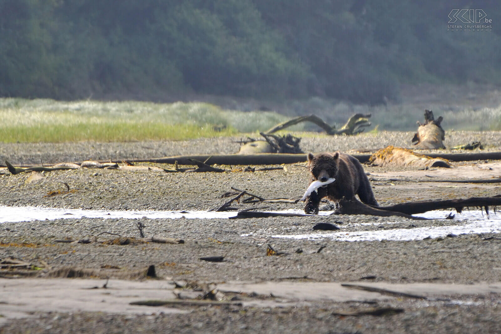 Knight Inlet - Brown bear The brown bear catches a salmon Stefan Cruysberghs